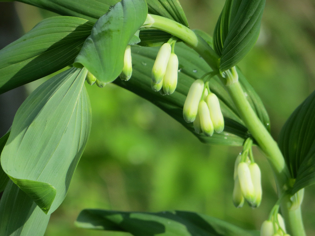 Изображение особи Polygonatum multiflorum.