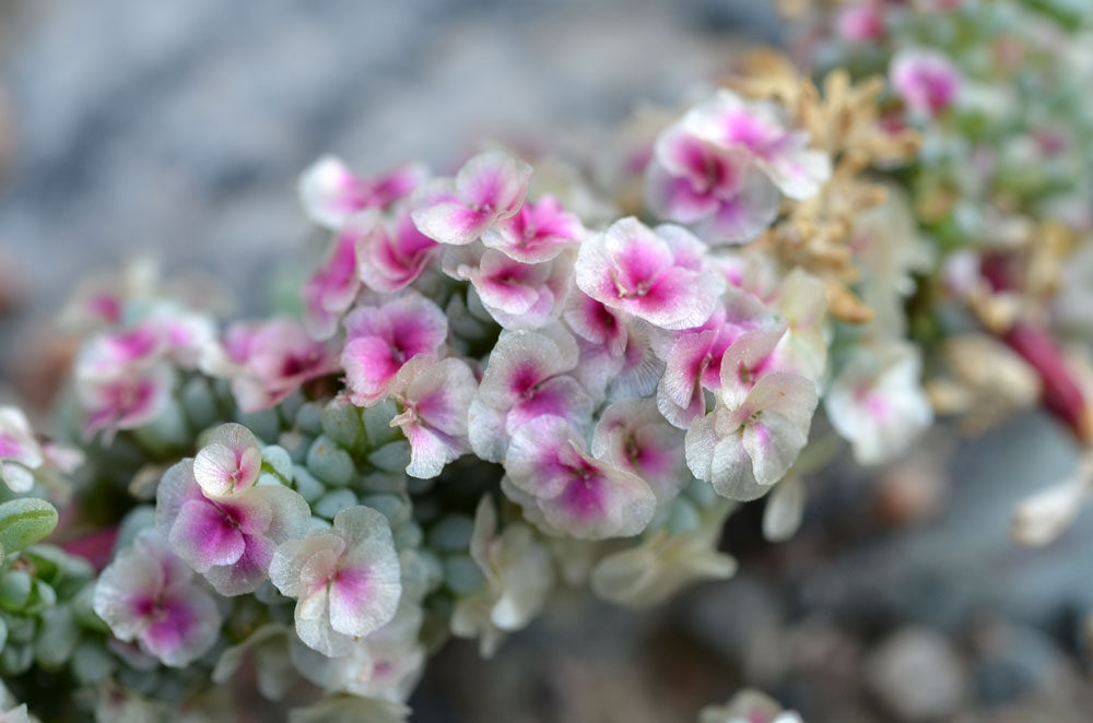 Изображение особи Halogeton glomeratus.