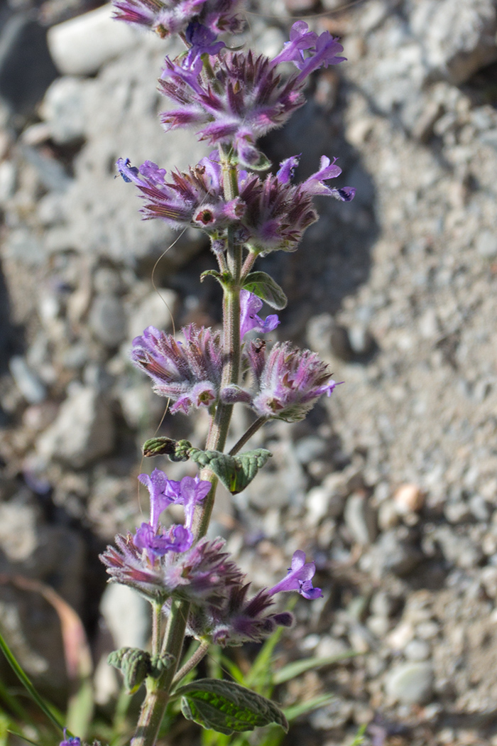 Изображение особи род Nepeta.