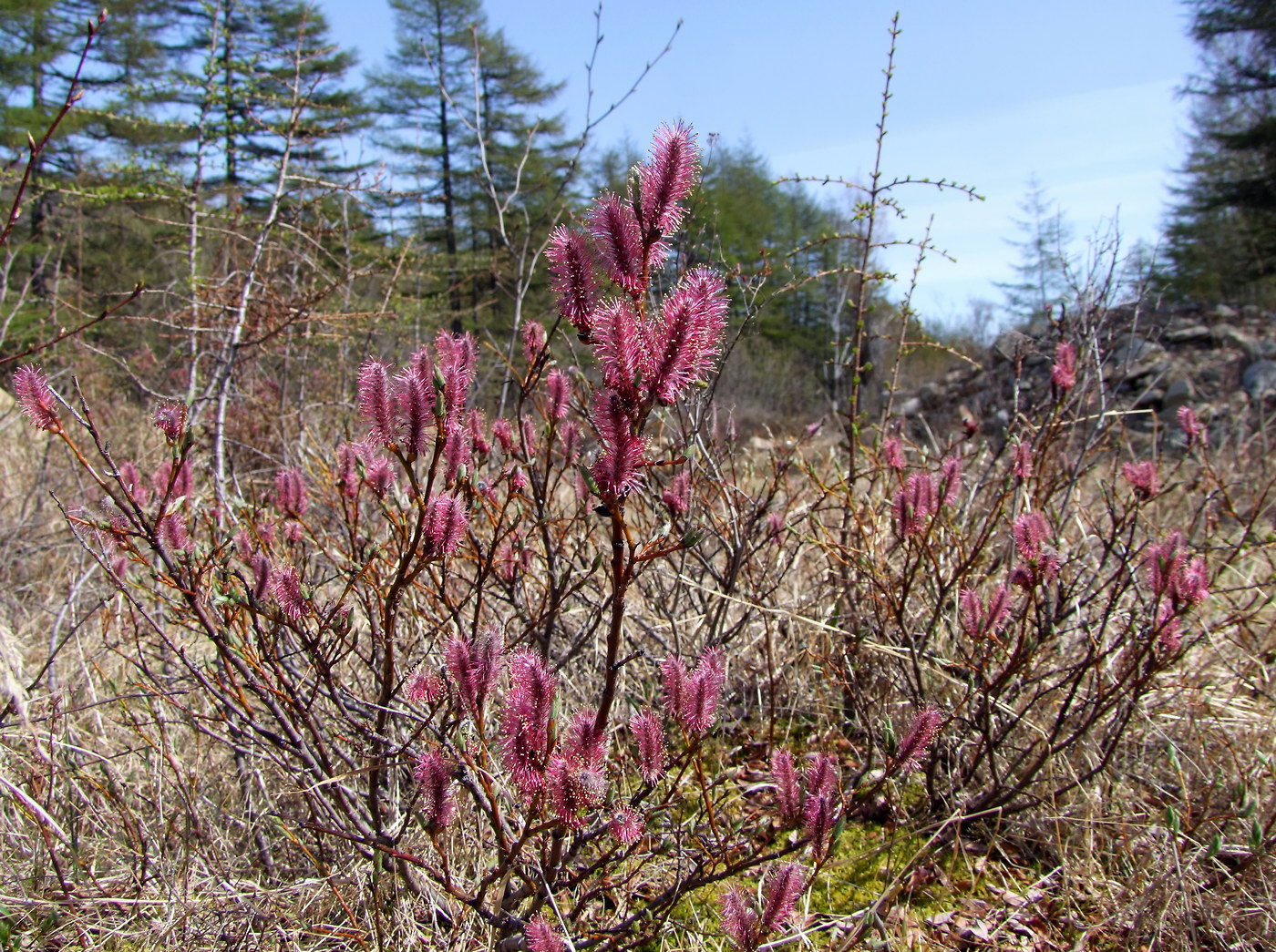 Изображение особи Salix saxatilis.