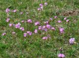 Primula nutans