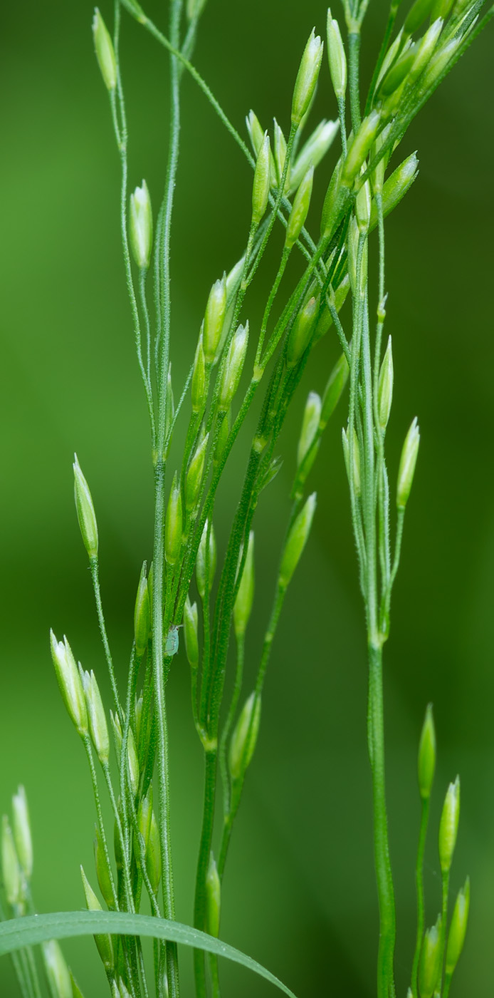 Изображение особи Poa palustris.