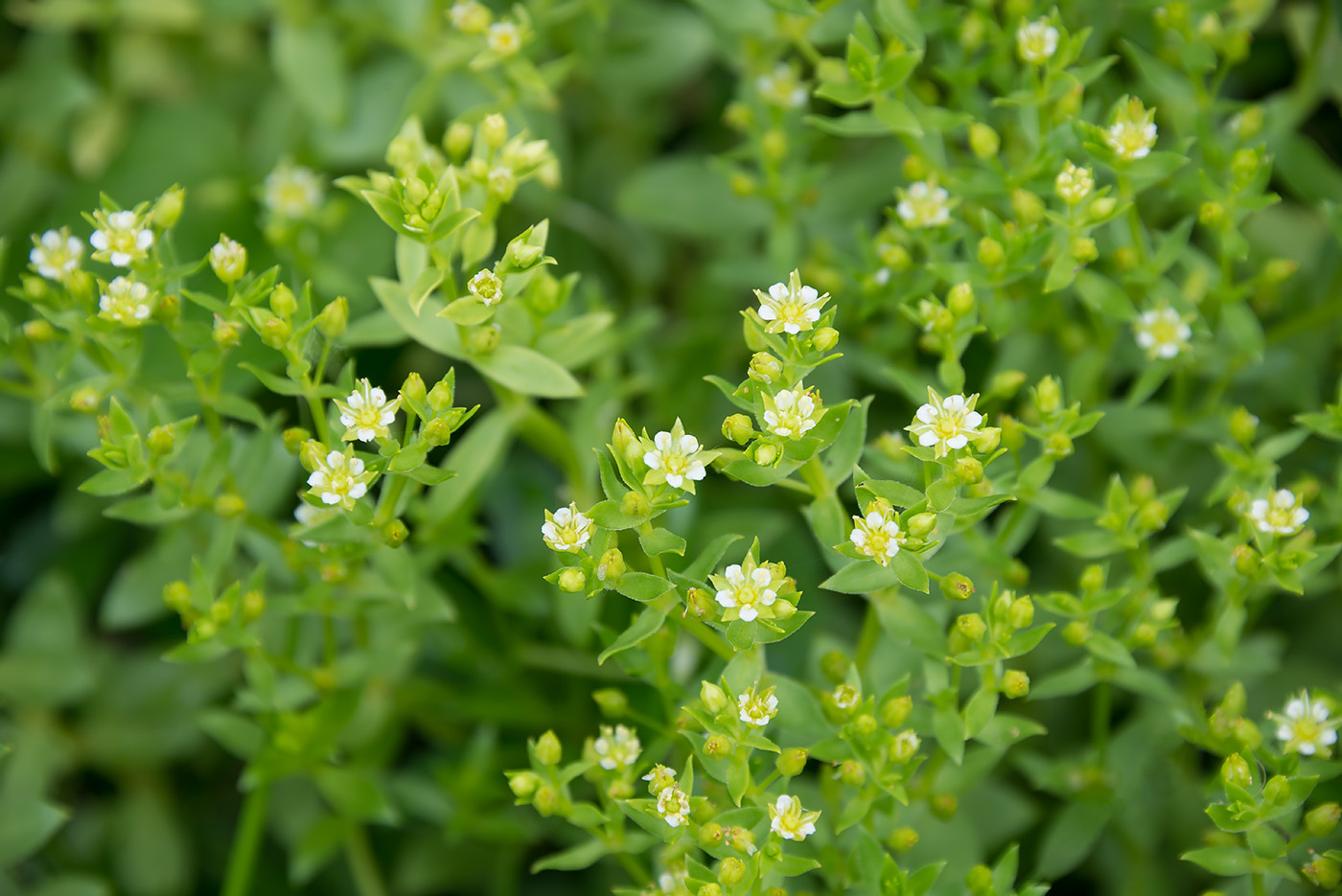 Изображение особи Honckenya peploides ssp. major.