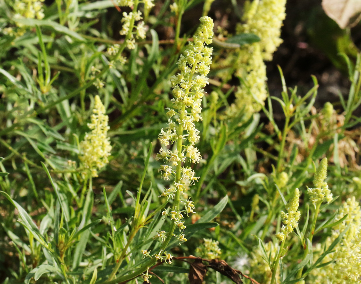 Image of Reseda lutea specimen.