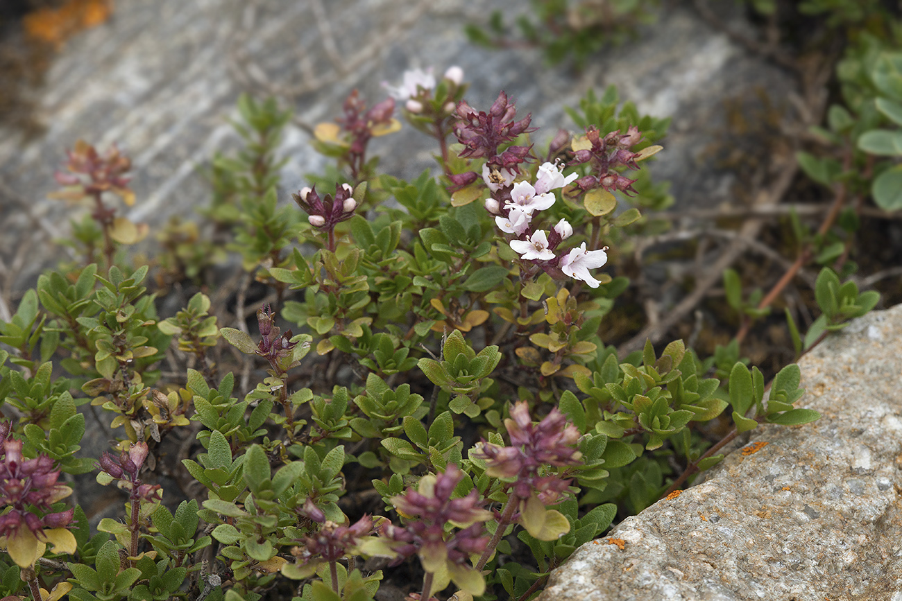 Изображение особи Thymus altaicus.