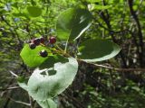 Amelanchier spicata. Веточка с созревшими плодами. Марий Эл, г. Йошкар-Ола. Сосновая роща. 20.07.2019.