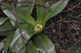 Colchicum speciosum. Плодоносящее растение. Турция, ил Артвин, окр. монастыря Парехи, рядом со скальным гротом. 25.04.2019.