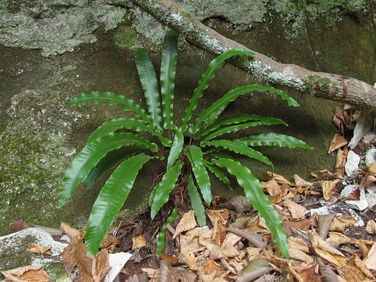 Изображение особи Phyllitis scolopendrium.