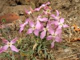 Matthiola sinuata