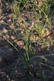 Carex physodes