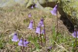 Soldanella pusilla