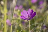 Geranium sanguineum