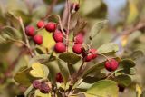 Cotoneaster multiflorus. Ветвь с плодами. Узбекистан, хр. Нуратау, Нуратинский заповедник, ур. Хаятсай, каменисто-мелкоземистый склон, около 1700 м н.у.м. 25.09.2021.