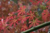 Acer palmatum