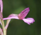 Anacamptis × gennarii hybrid subspecies orientecaucasica. Цветок. Дагестан, Дербентский р-н, 3 км ЮЗ с. Геджух, луговая степь, среди кустарников. 6 мая 2022 г.