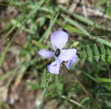 род Linum. Повреждённый цветок с жуком и бутоны. Республика Ингушетия, Джейрахский р-н, окр. ур. Керой, выс. 1620 м н.у.м., склон над башней Керой, луг. 19 июня 2022 г.