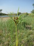 Cyperus glomeratus