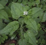 Stellaria nemorum. Верхушка цветущего растения. Владимирская обл., Александровский р-н, окр. с. Старая Слобода, сосновый бор. 11.06.2022.