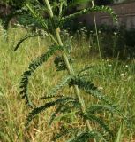 Achillea inundata