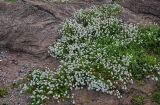 Lobularia maritima. Цветущие растения. Марокко, обл. Рабат - Сале - Кенитра, г. Рабат, скалистый участок побережья. 07.01.2023.