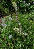 Pedicularis dolichorrhiza. Цветущее растение в сообществе с Geranium. Киргизия, Джалал-Абадская обл., Западный Тянь-Шань, Чаткальский хр., перевал Кульдамбес, ≈ 2400 м н.у.м., субальпийский склон. 12.07.2022.