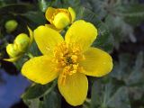 Caltha palustris