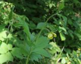 Geum &times; intermedium