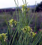 Sisymbrium volgense. Часть соцветия. Ростовская обл., Персиановская степь, окр. станицы Красюковская. 8 июня 2011 г.