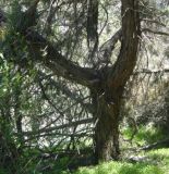 Juniperus turcomanica. Ствол. Копетдаг, Чули. Май 2011 г.