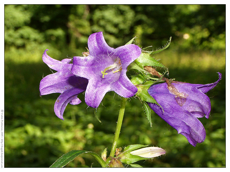 Image of Campanula trachelium specimen.