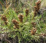 Pedicularis flava