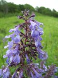 Nepeta grandiflora