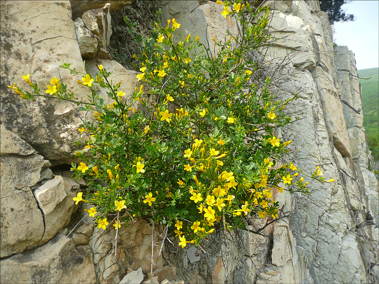 Image of Jasminum fruticans specimen.