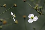 Alisma plantago-aquatica