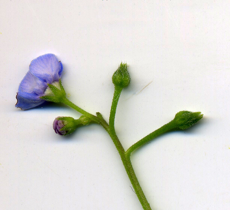 Image of Brunnera sibirica specimen.