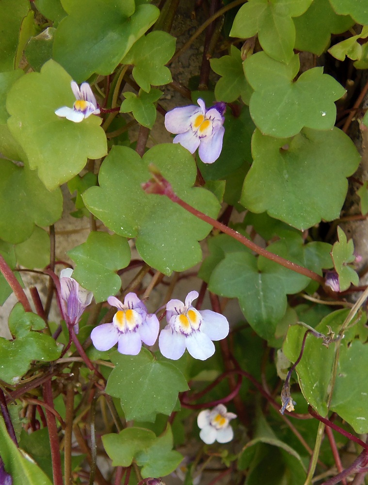 Изображение особи Cymbalaria muralis.