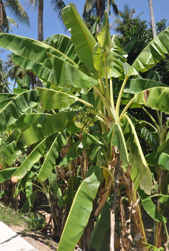 Изображение особи Musa acuminata.