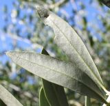 Olea europaea. Листья (видны их нижние стороны). Германия, г. Essen, Grugapark. 29.09.2013.