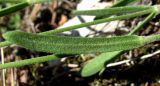 Lychnis samojedorum. Лист (вид снизу). Архангельская обл., Холмогорский р-н, окр. пос. Усть-Пинега, береговая скала р. Пинега. 16.06.2014.