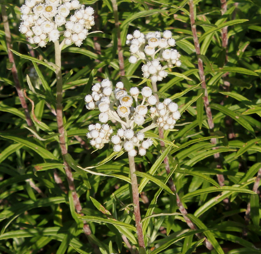 Изображение особи Anaphalis nepalensis.