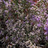 Limonium caspium. Верхушки монокарпических побегов с конечными веточками разветвлённых цветоносов. Алтайский край, Кулундинский р-н, между сс. Златополь и Орлеан; Центральная Кулунда, восточная кромка котловины оз. Джира, мокрый гидроморфный однолетнесолянковый солончак на плоском днище из обсыхающих озёрных отложений. 22 июля 2011 г.