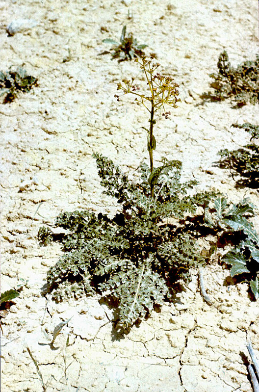 Image of Ferula xeromorpha specimen.