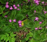 Primula patens