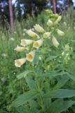 Digitalis grandiflora. Верхушка цветущего растения. Свердловская обл., окр. Красноуфимска. 21.06.2015.