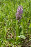 Orchis militaris. Цветущее растение на суходольном лугу на известняке. Ленинградская обл., Волосовский р-н. 08.06.2014.