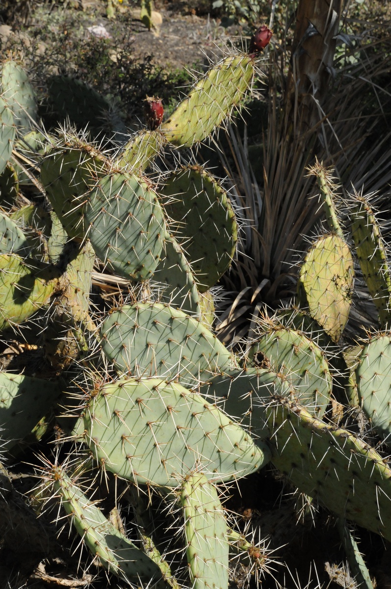 Image of Opuntia littoralis specimen.