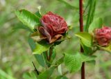 Salix pyrolifolia