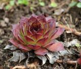 Sempervivum tectorum