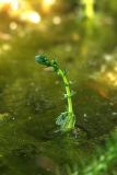 Myriophyllum verticillatum