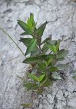 Hieracium scabiosum